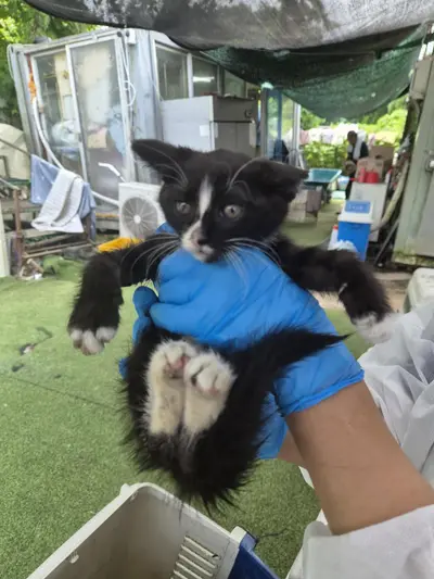 한국 고양이 사진