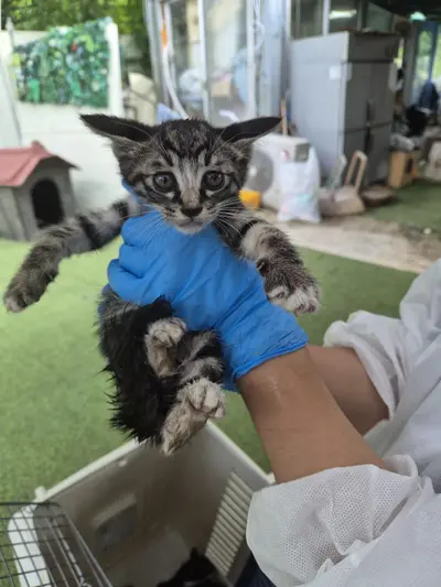한국 고양이 사진