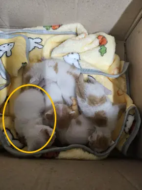 한국 고양이 사진