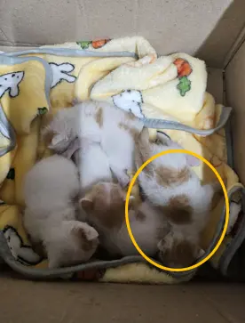 한국 고양이 사진