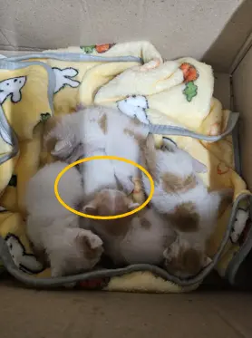 한국 고양이 사진