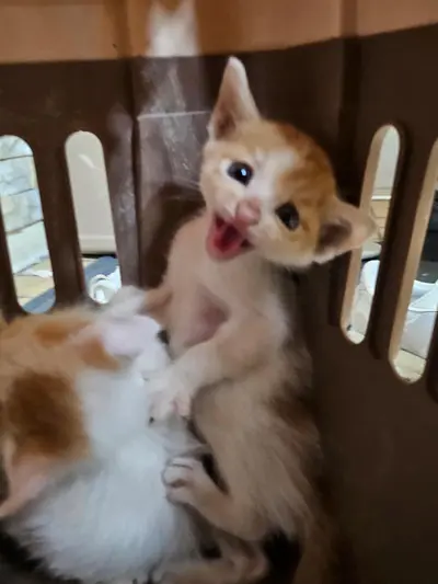 한국 고양이 사진