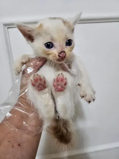 한국 고양이 사진