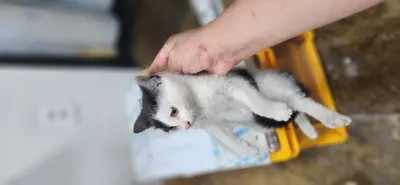 한국 고양이 사진