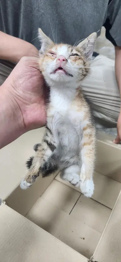 한국 고양이 사진