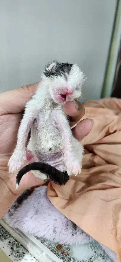 한국 고양이 사진