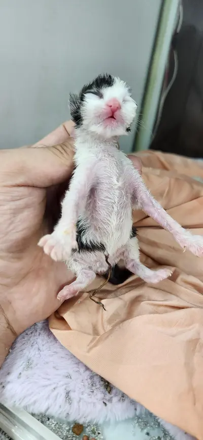 한국 고양이 사진