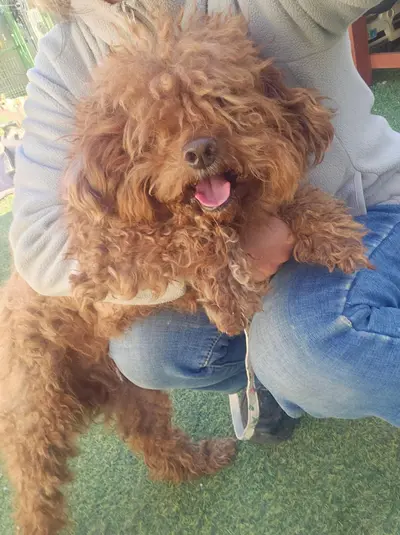 푸들 사진