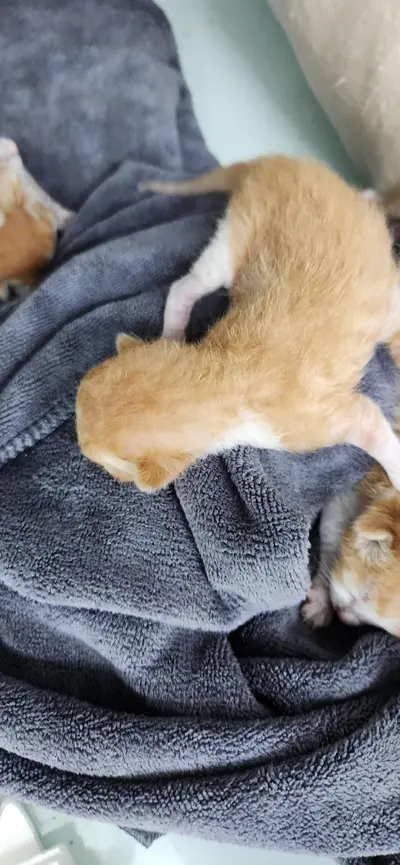 한국 고양이 사진