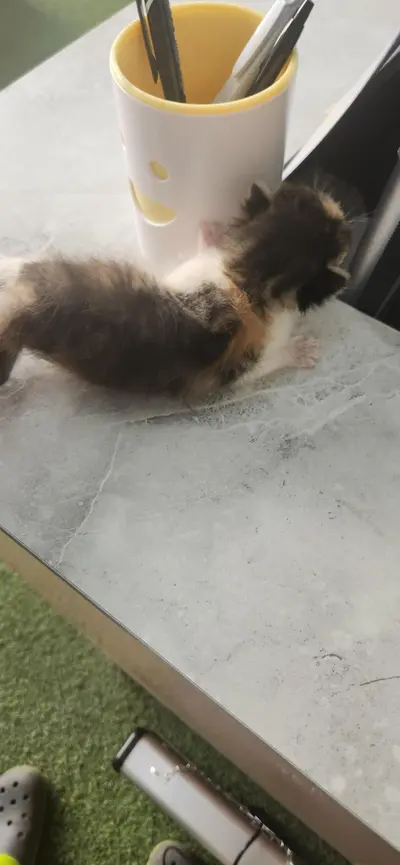 한국 고양이 사진