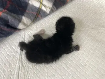 한국 고양이 사진