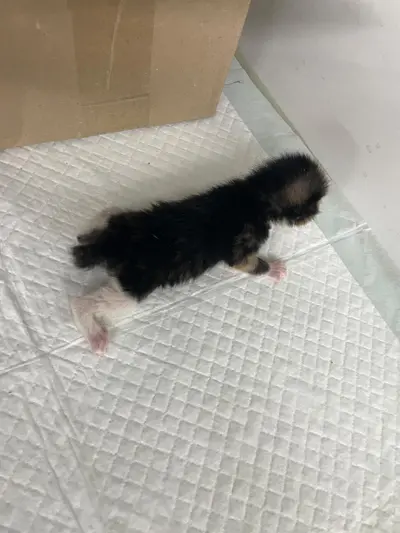 한국 고양이 사진