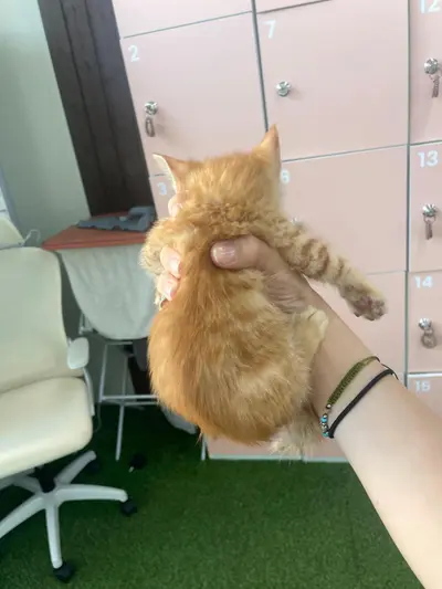 한국 고양이 사진