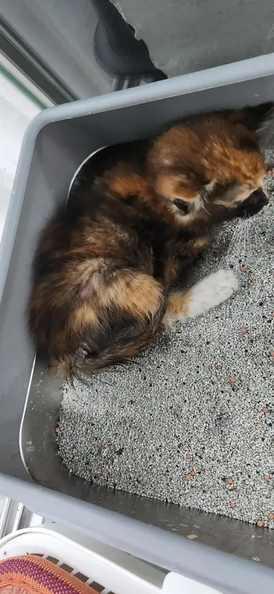 한국 고양이 사진