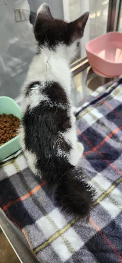 한국 고양이 사진