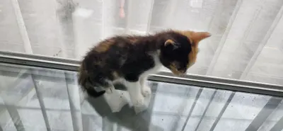 한국 고양이 사진
