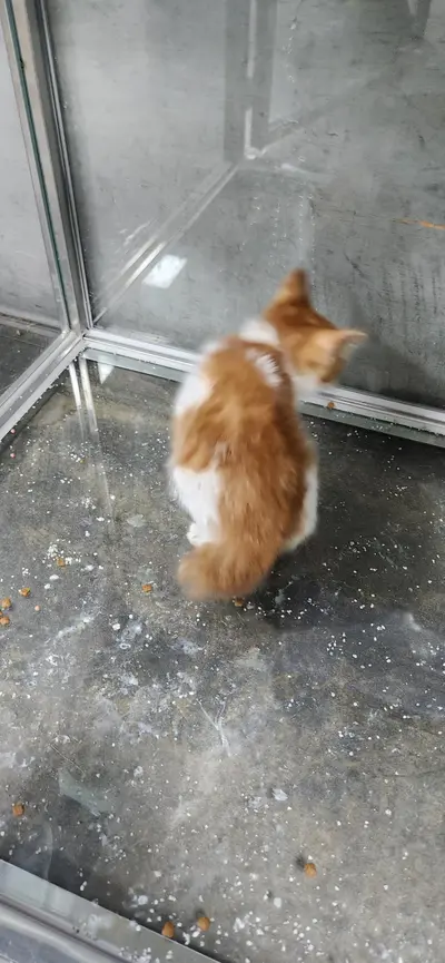 한국 고양이 사진