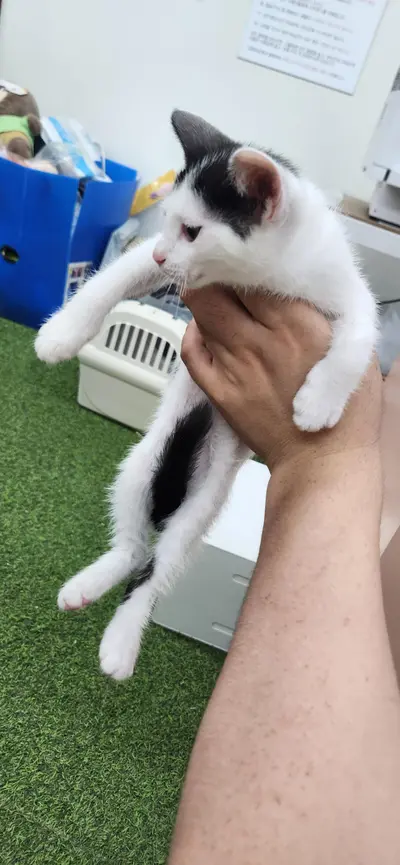 한국 고양이 사진