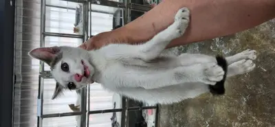 한국 고양이 사진