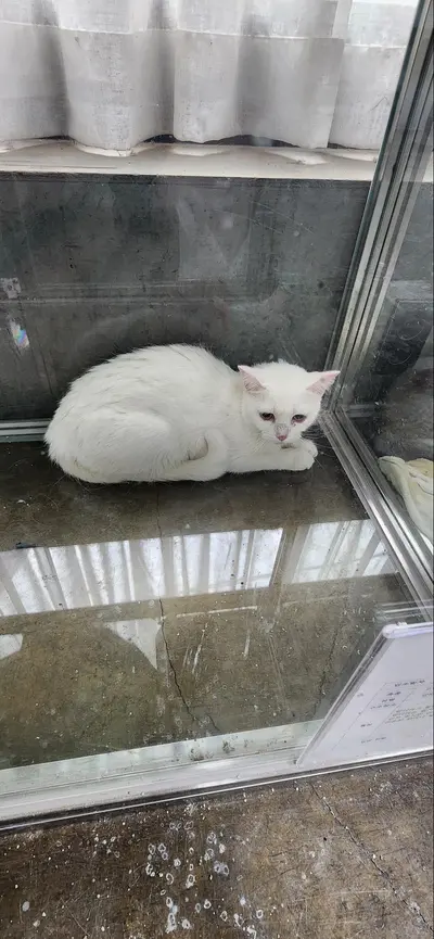 한국 고양이 사진