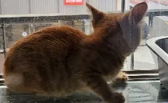 한국 고양이 사진