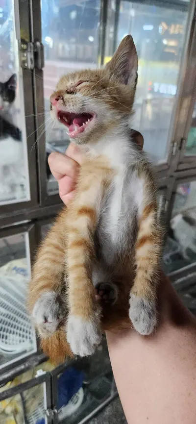 한국 고양이 사진