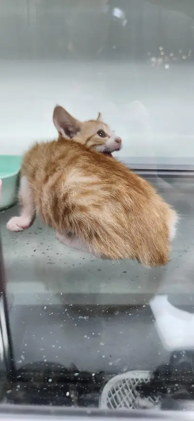 한국 고양이 사진