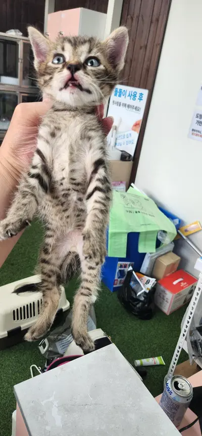 한국 고양이 사진