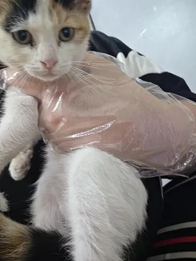 한국 고양이 사진