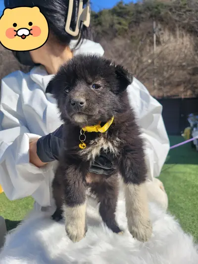 믹스견 사진