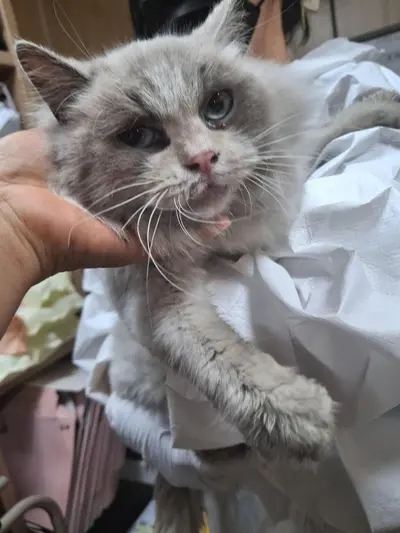 레그돌 사진