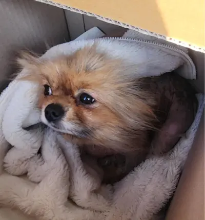 치와와 사진