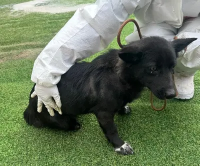 믹스견 사진