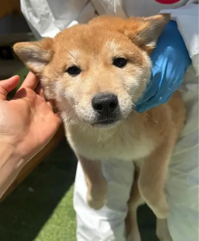 믹스견 사진