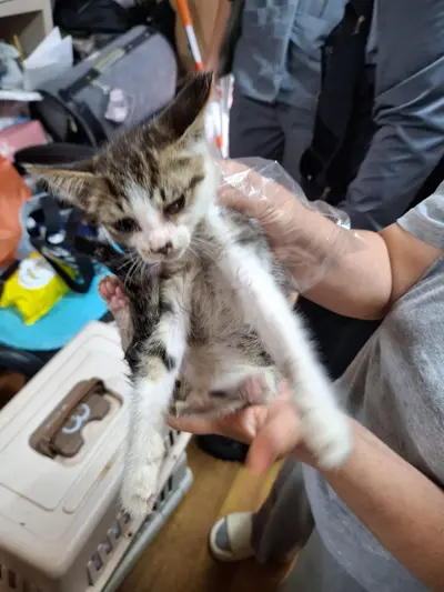 한국 고양이 사진