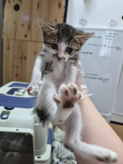 한국 고양이 사진