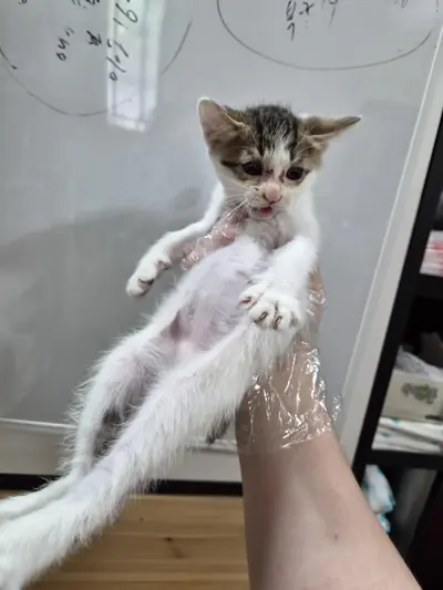 한국 고양이 사진