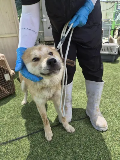 믹스견 사진