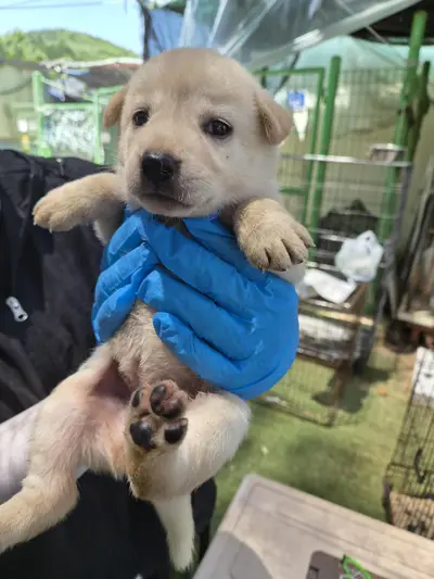 믹스견 사진