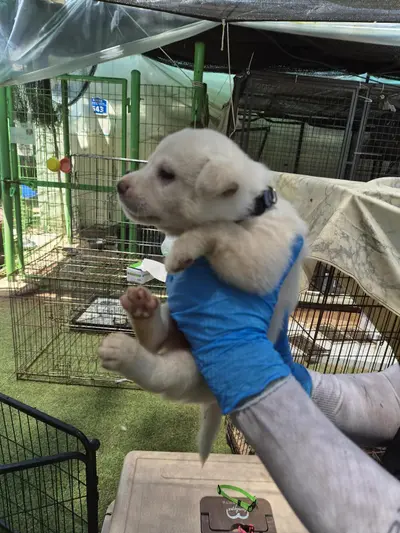 믹스견 사진
