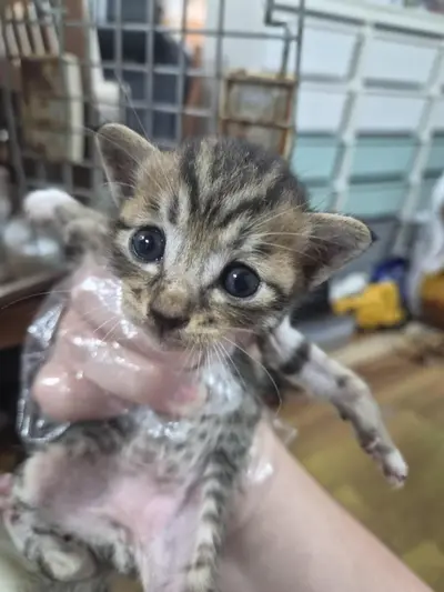 한국 고양이 사진