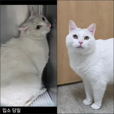 페르시안 사진