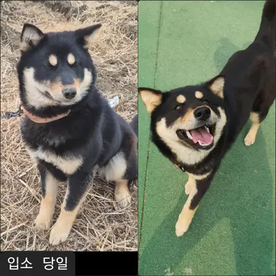 시바 사진