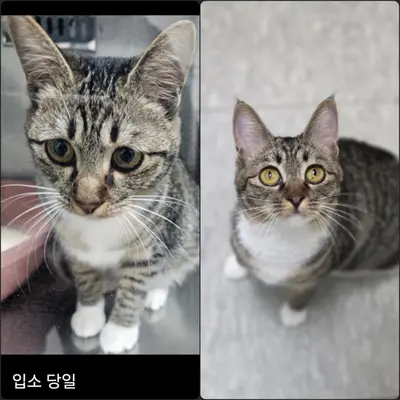 한국 고양이 사진