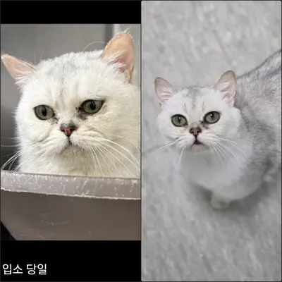먼치킨 사진