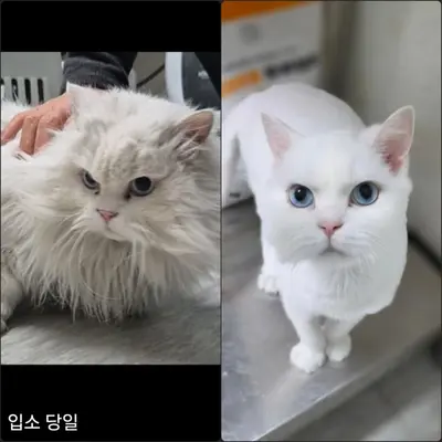 페르시안 사진