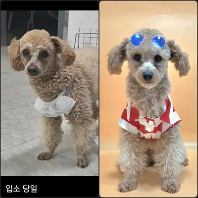 푸들 사진
