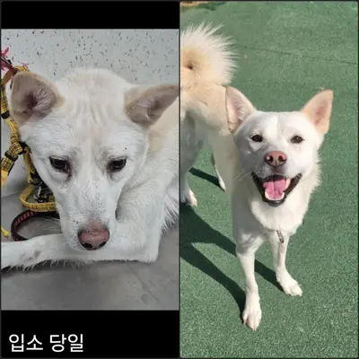 믹스견 사진