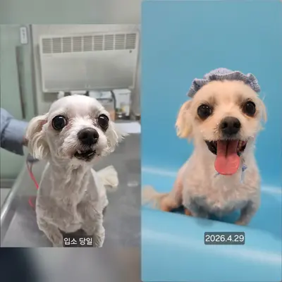 말티즈 사진