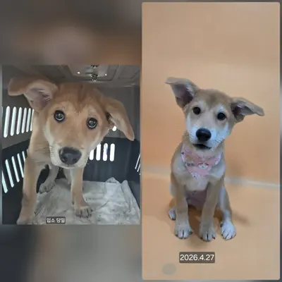믹스견 사진
